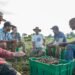 Growing for the Future: Rodale Institute’s Vision for Sustainable Agriculture