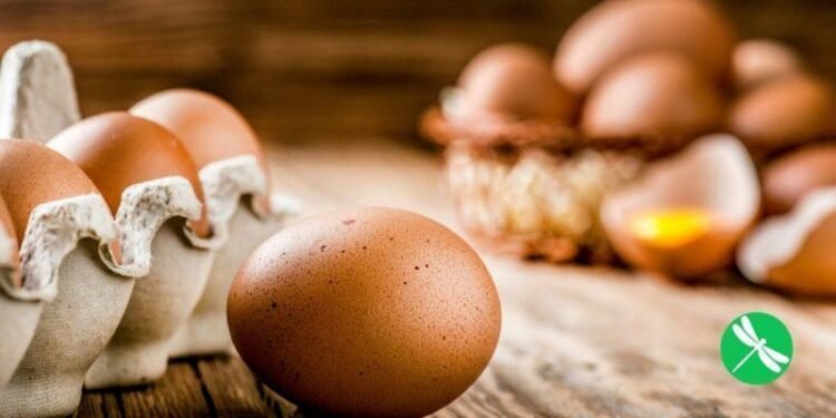 A Pennsylvania Egg Farmer Considered Killing Half His Flock Until A Woman On Facebook Devised A Plan To Save Them