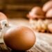 A Pennsylvania Egg Farmer Considered Killing Half His Flock Until A Woman On Facebook Devised A Plan To Save Them