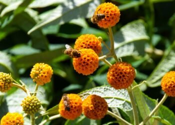 Expert Tips for Attracting Bees and Other Pollinators to Your Yard