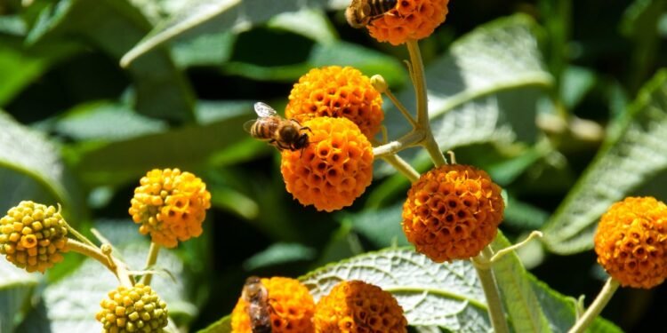 Expert Tips for Attracting Bees and Other Pollinators to Your Yard