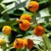 Expert Tips for Attracting Bees and Other Pollinators to Your Yard