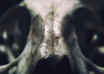 The Body Knows When Death Is Coming, And It Starts in Your Nose