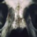 The Body Knows When Death Is Coming, And It Starts in Your Nose