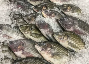 Why Nobody Should Be Eating Tilapia