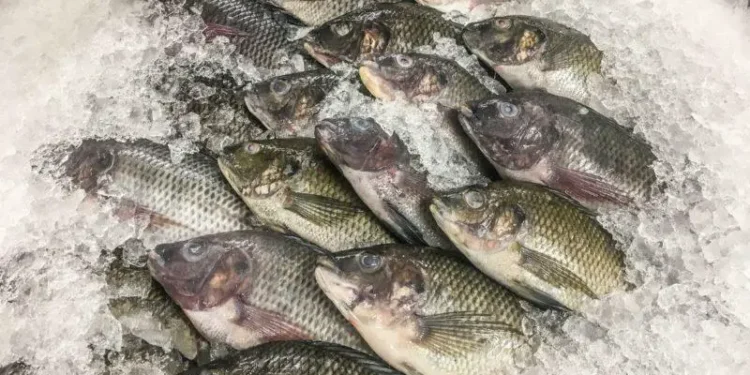 Why Nobody Should Be Eating Tilapia