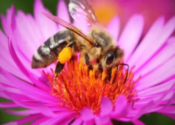 Morgan Freeman Converted His 124-Acre Ranch Into a Honey Bee Sanctuary in Efforts to Save Them