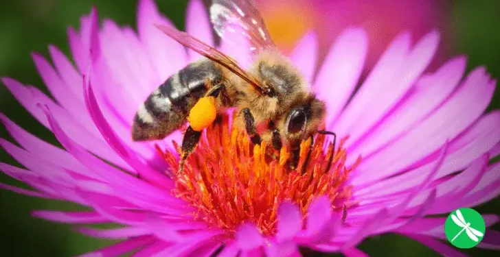 Morgan Freeman Converted His 124-Acre Ranch Into a Honey Bee Sanctuary in Efforts to Save Them