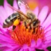 Morgan Freeman Converted His 124-Acre Ranch Into a Honey Bee Sanctuary in Efforts to Save Them