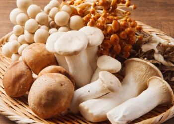 Why high-fibre mushrooms are the perfect microbiome fuel