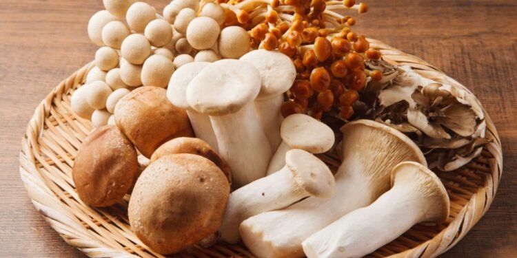 Why high-fibre mushrooms are the perfect microbiome fuel