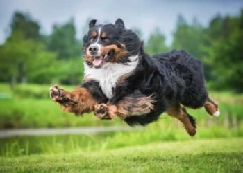 Life-Extending Drug For Big Dogs Moves One Step Closer To FDA Approval