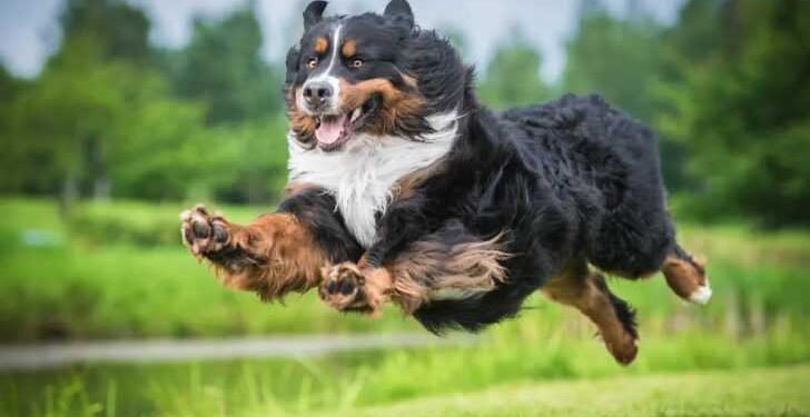 Life-Extending Drug For Big Dogs Moves One Step Closer To FDA Approval
