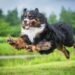 Life-Extending Drug For Big Dogs Moves One Step Closer To FDA Approval