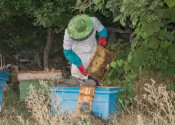 The Mayan Beekeeper Who Battled Monsanto and Triumphed for Nature