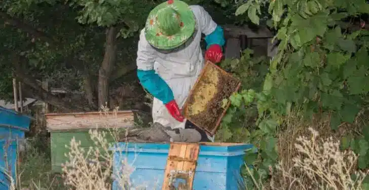 The Mayan Beekeeper Who Battled Monsanto and Triumphed for Nature