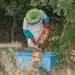 The Mayan Beekeeper Who Battled Monsanto and Triumphed for Nature