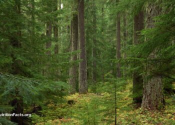 Forest Bathing to Boost Anticancer Immunity 