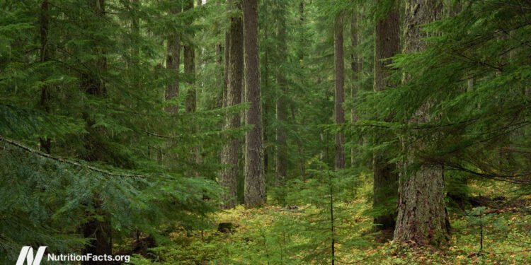 Forest Bathing to Boost Anticancer Immunity 