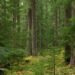Forest Bathing to Boost Anticancer Immunity 