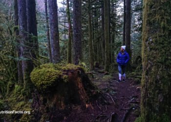 How Is Natural Killer Cell Function Boosted by Forest Bathing? 