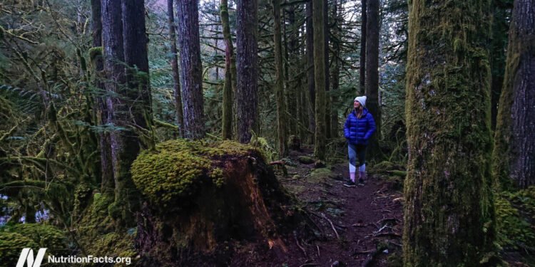 How Is Natural Killer Cell Function Boosted by Forest Bathing? 