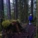 How Is Natural Killer Cell Function Boosted by Forest Bathing? 