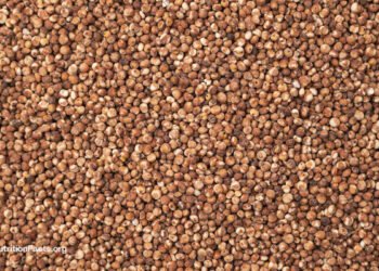 Is Sorghum a Healthy Grain? 