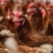 Emergence, Dangers, and Preventive Measures