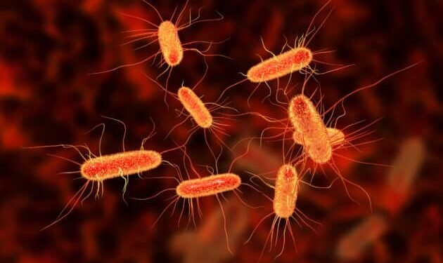 Scientists Have Finally Identified the Bacteria That Trigger Multiple Sclerosis