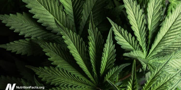 IBD and Cannabis 