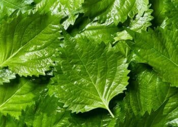 Meet Shiso, the Japanese Herb That Tastes Like Summer