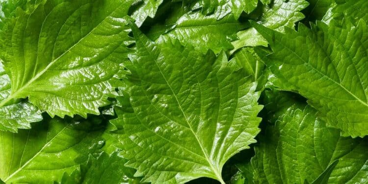 Meet Shiso, the Japanese Herb That Tastes Like Summer