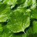 Meet Shiso, the Japanese Herb That Tastes Like Summer