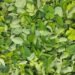 Is Moringa the Most Nutritious Food? 
