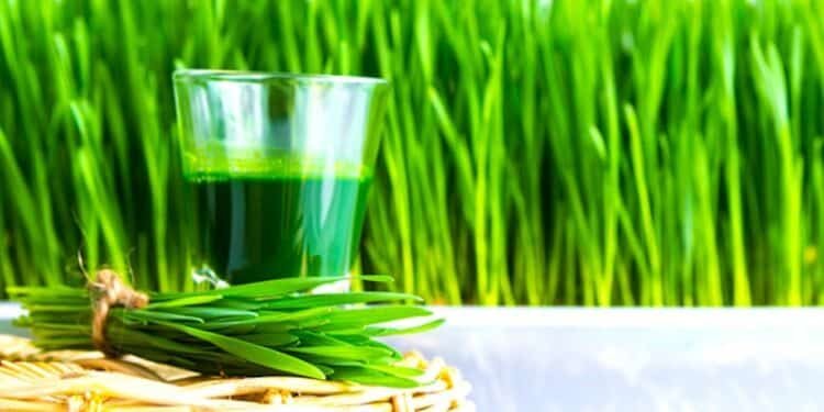 How To Grow Wheatgrass At Home For Your Endless Juicing Supply
