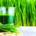 How To Grow Wheatgrass At Home For Your Endless Juicing Supply