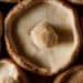 Cancer Survival and Medicinal Mushrooms