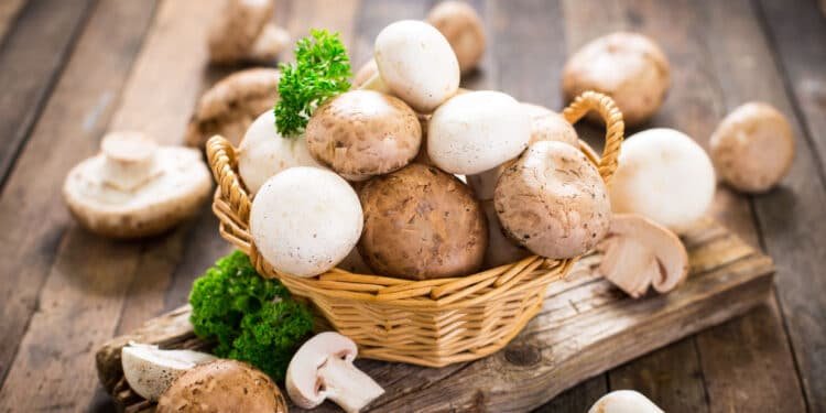 Are you a fungi fanatic? We unpack the mushroom mania nutrition trend