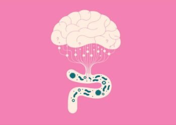 Menopause and Your Microbiome: How Gut Health Shapes Weight, Mood and Hormones