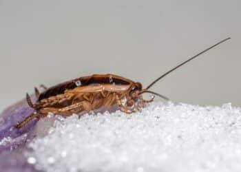 Cockroach Allergens Are Polluting Indoor Air and Raising Asthma Risk